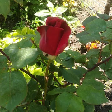 Профилна снимка на Христина Александрова