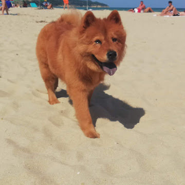 Профилна снимка на Кристияна Пенчева