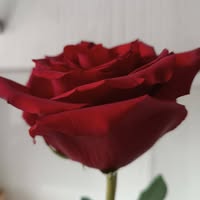 Профилна снимка на milenageorgieva-1