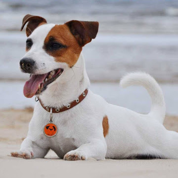 Профилна снимка на Maria Yankova