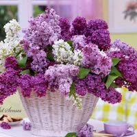 Профилна снимка на rozita1972