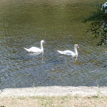Профилна снимка на Димитрана Колева