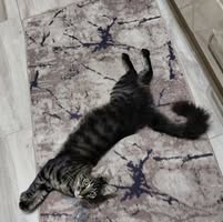 Профилна снимка на Ширин Реджеб