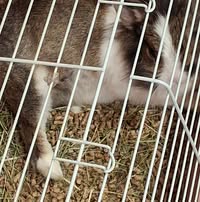 Профилна снимка на Пенка Разарова