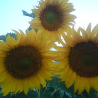 Профилна снимка на valka68