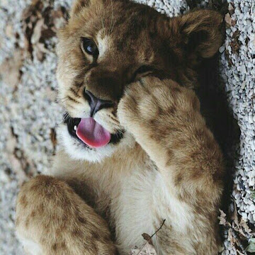 Профилна снимка на gretialexandrova