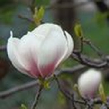 Профилна снимка на Лилия Базелкова