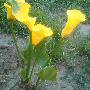 Профилна снимка на galiamomchilova