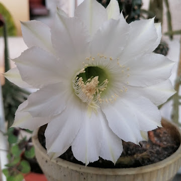 Профилна снимка на ivankamitova