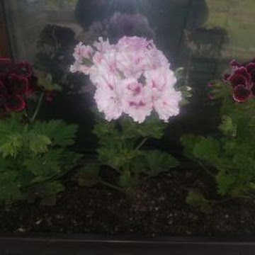 Профилна снимка на radagrigorova