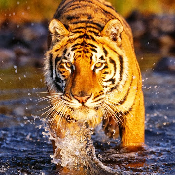 Профилна снимка на yanaraykova