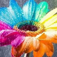 Профилна снимка на tedi_12