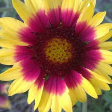 Профилна снимка на danielanikolova-1