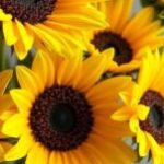 Профилна снимка на anispasova