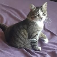 Профилна снимка на gyulvermehmedova