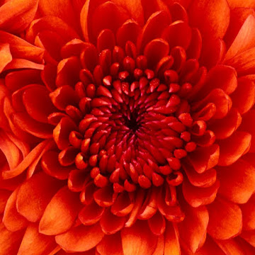 Профилна снимка на svetlanastoeva-1