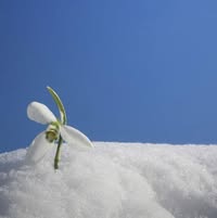 Профилна снимка на diyanavelinova