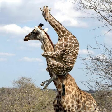 Профилна снимка на dzhuliadoncheva