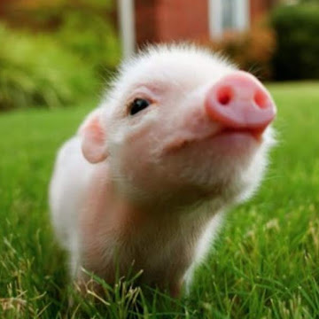 Профилна снимка на lippetrova