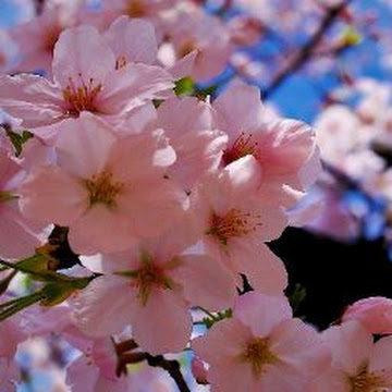 Профилна снимка на kremenapetrova-1