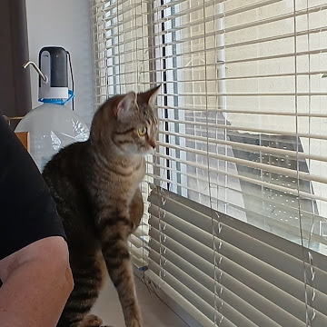 Профилна снимка на paolarachevva