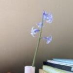 Профилна снимка на Йоана Узунова