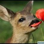 Профилна снимка на rositcadusheva