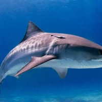 Профилна снимка на yanchoyanev