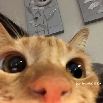 Профилна снимка на zlatinatodorova