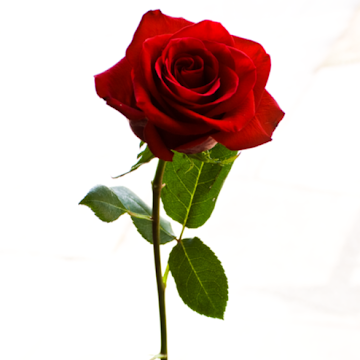 Профилна снимка на petyageorgieva-3