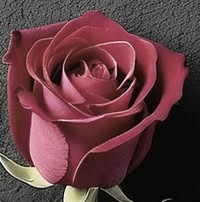 Профилна снимка на aniruskova