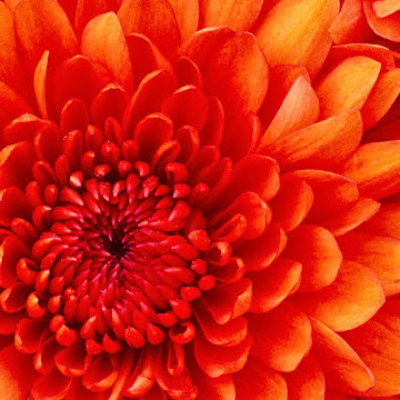 Профилна снимка на svetlamavrodieva