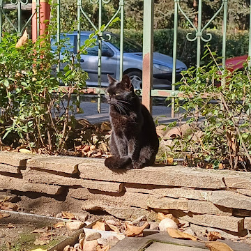 Профилна снимка на ralitsamladenova