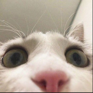 Профилна снимка на dalianikolova