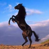 Профилна снимка на dimitaratanasov