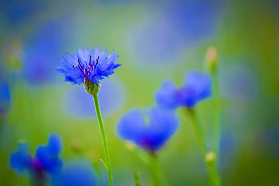 664ce07f182cc bp cover image.jpg