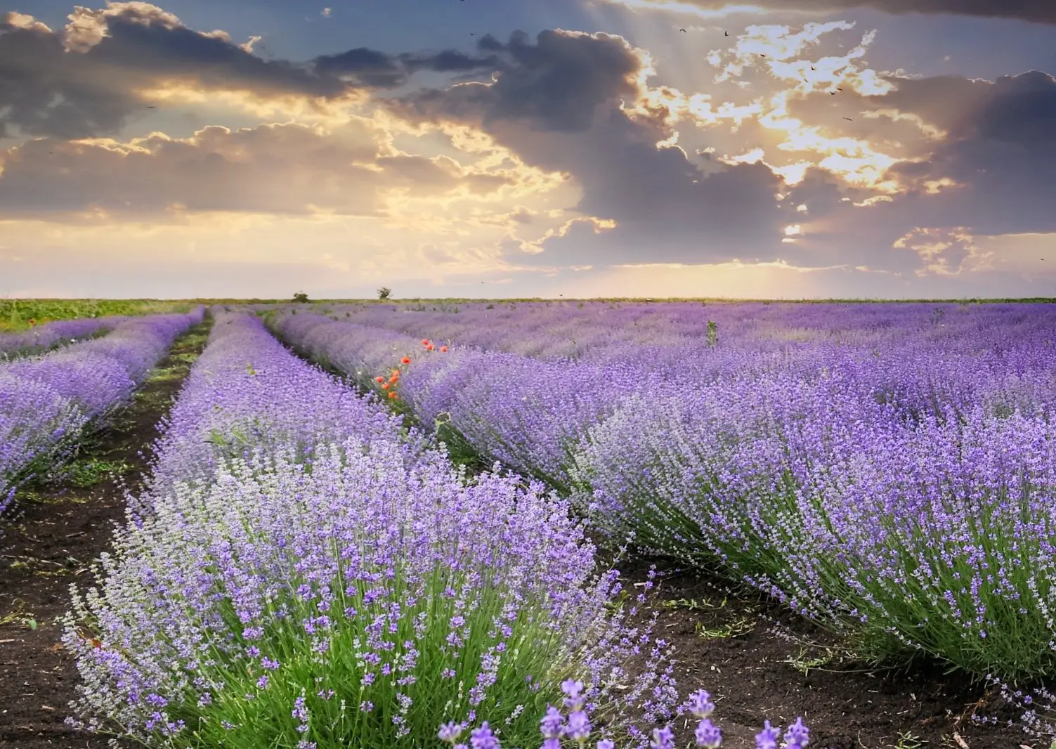 6509e0b4aec67 bp cover image.jpg