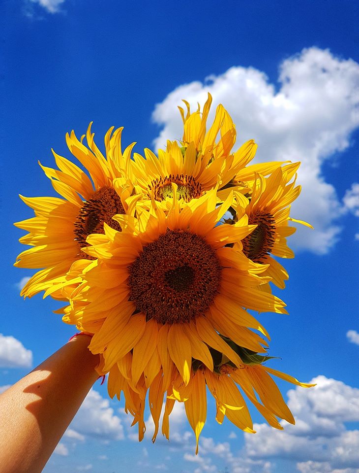 6548732f3d397 bp cover image