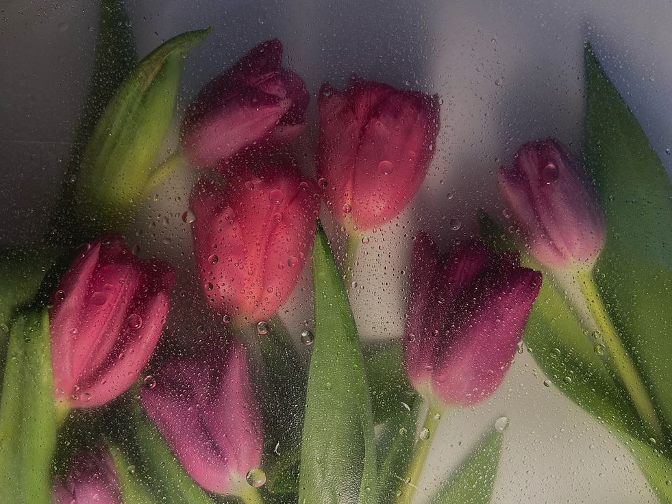 654a6544612ef bp cover image