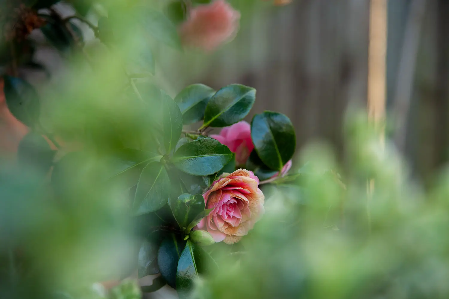 65a3a0558290a bp cover image.jpg