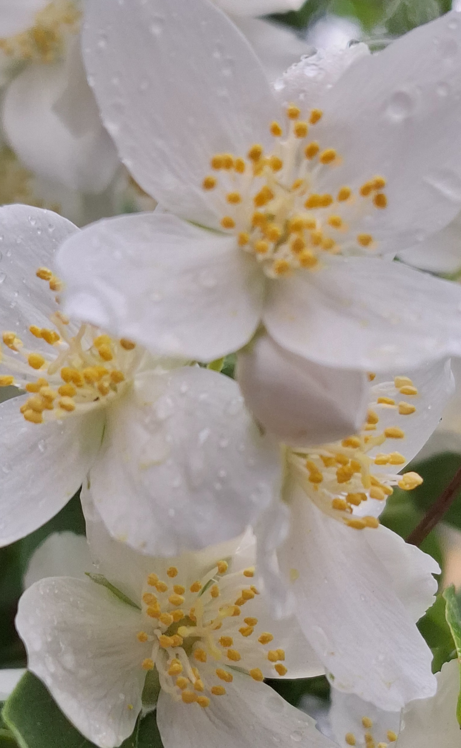 6851a4e1e504e bp cover image