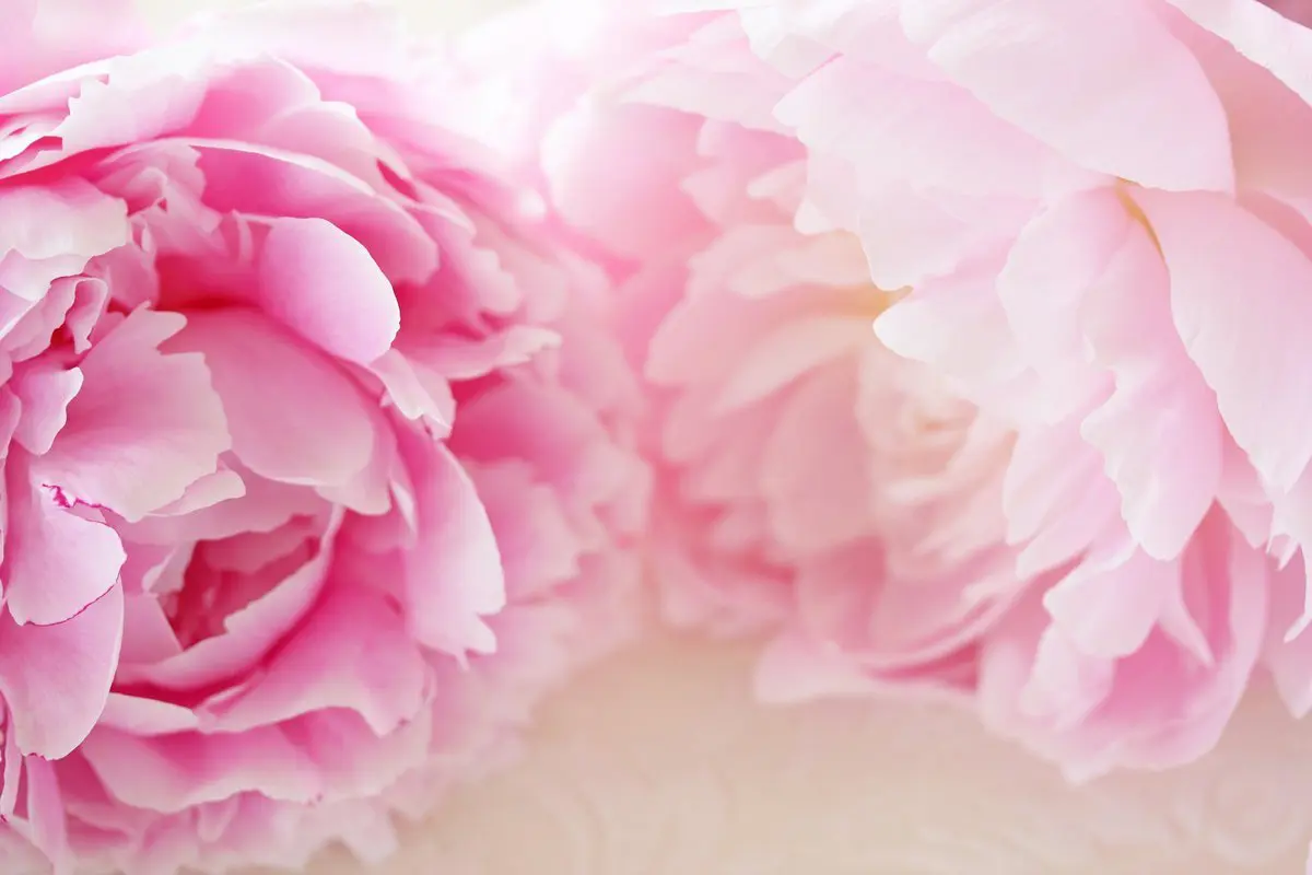 6516a9b1baba2 bp cover image.jpg