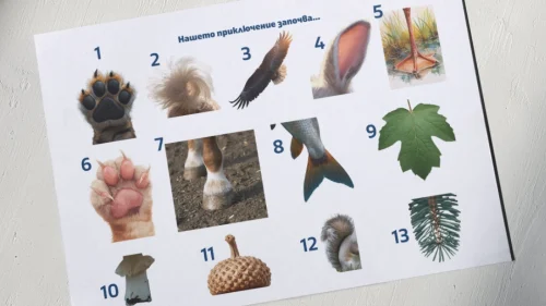 Prepodavame.bg_2kl_MAT_PBO-Izsledovateli-na-prirodata-prikluchenie-s-chisla-i-izmervaniya_RL-Kartinki-na-rasteniya-i-jivotni