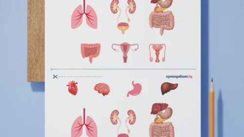 Prepodavame.bg_4kl_CHP_PBO Misiq zdravoslovna chiniq_RL - Organi v choveskoto tqlo kum urok 1