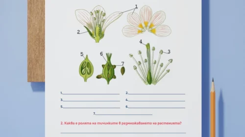 Prepodavame.bg_4kl_ChP_PBO Mini gradina v klasnata staya_RL Chasti-na-cveta