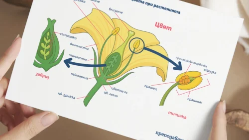 Prepodavame.bg_4kl_ChP_PBO Mini gradina v klasnata staya_RL Ustroistvo-na-cveta