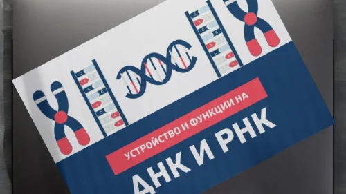 Prepodavame.bg_9kl_BIO_PBO-DNK-RNK-garantirano-dobra-kombinaciya_RL-Ustroistvo-i-funkcii-na-DNK-i-RNK (1)