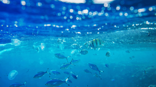 Website Thumbneil 2(7)